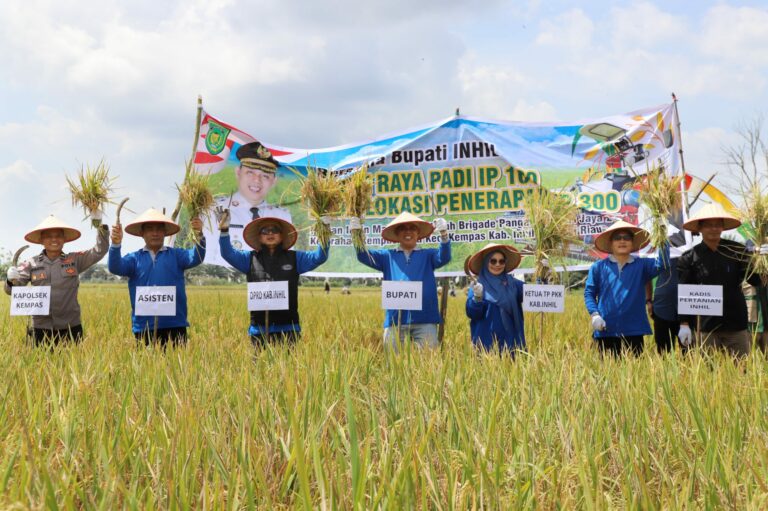 Bupati Inhil Hadiri Panen Raya Padi IP 300 di Kempas, Targetkan Peningkatan Produksi dan Nilai Tambah