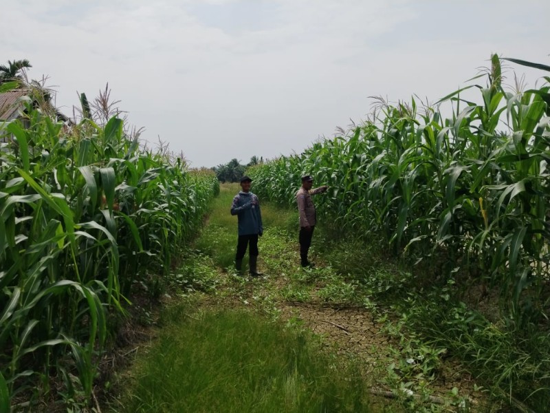 Bhabinkamtibmas Polsek Kuala Cenaku Monitoring Tanaman Jagung Pipil di Tanjung Sari