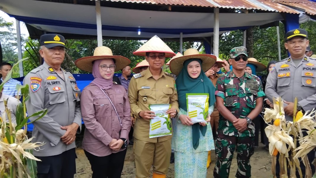 Panen Raya Perdana di Kepenghuluan Pasir Putih, Wakil Bupati Serahkan Benih Jagung
