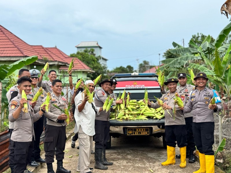 Panen Perdana Jagung Paragon: Wujud Nyata Komitmen Polsek Daik Lingga Dukung Ketahanan Pangan Nasional.
