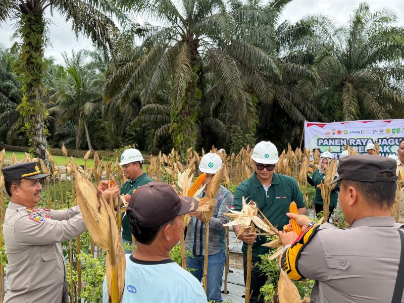 Dukung Ketahanan Pangan, PT Tunggal Perkasa Plantations Panen Jagung Kedua
