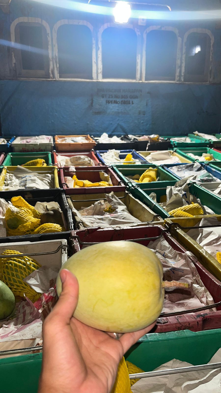 Bea Cukai Tembilahan Gagalkan Penyelundupan 15 Ton Mangga Ilegal ke Indragiri Hilir